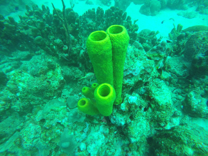 Barbados Underwater