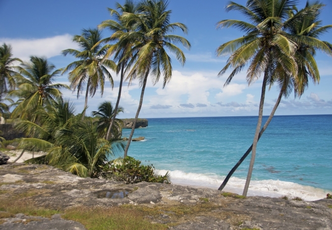 Through the Palms at Bottom Bay Beach, Barbados