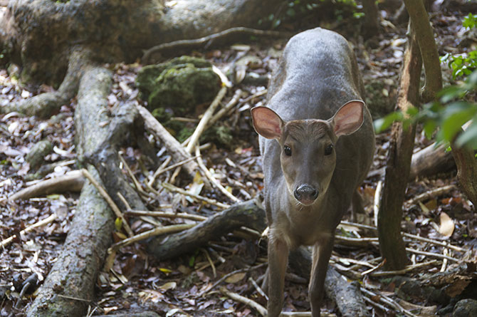 Deer at the Wildlife Reserve