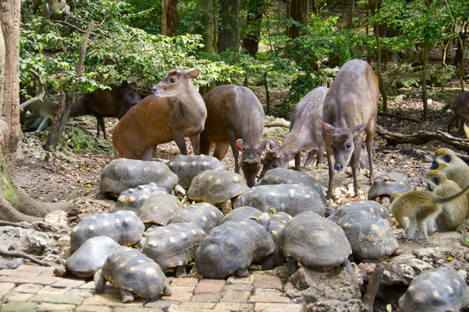 Feeding Frenzy at Wildlife Reserve Barbados