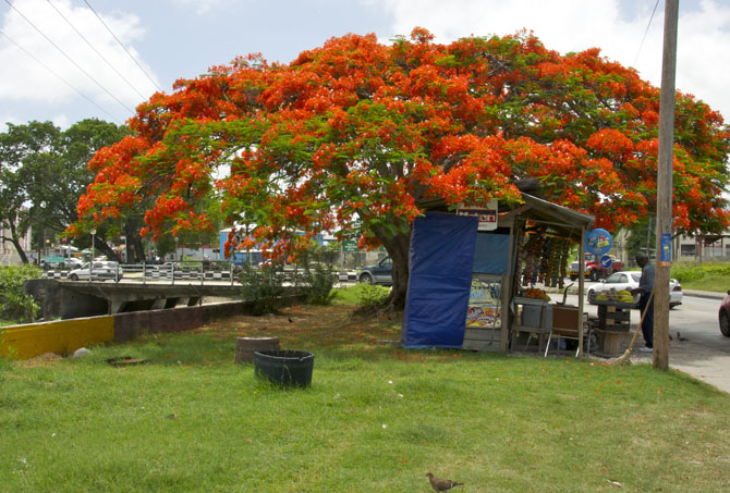 Flamboyant Tree in Full Bloom