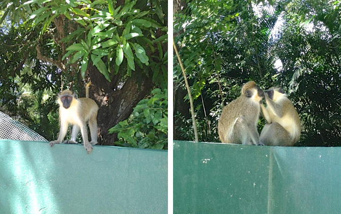 Green Monkeys Barbados