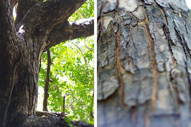 Mahogany Tree at the Grenade Hall Forest Barbados