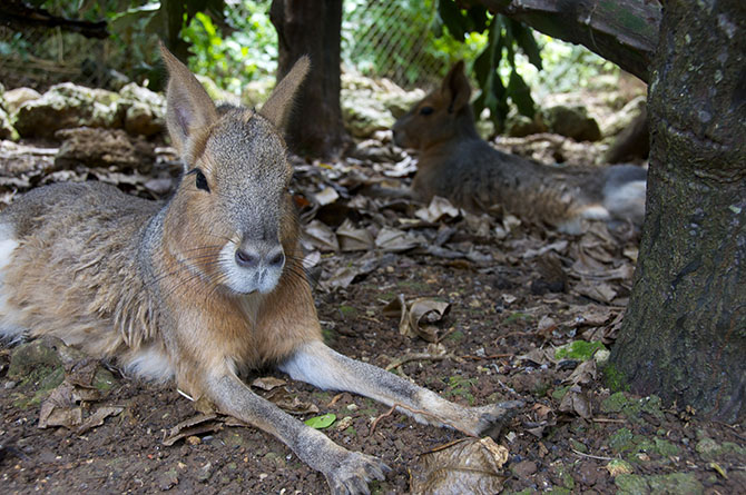 Mara the Barbados Wildlife Reserve