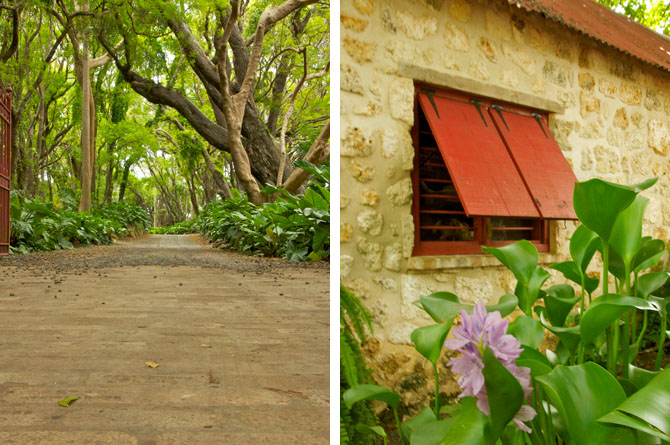 The surrounding beauty of St. Nicholas Abbey Barbados