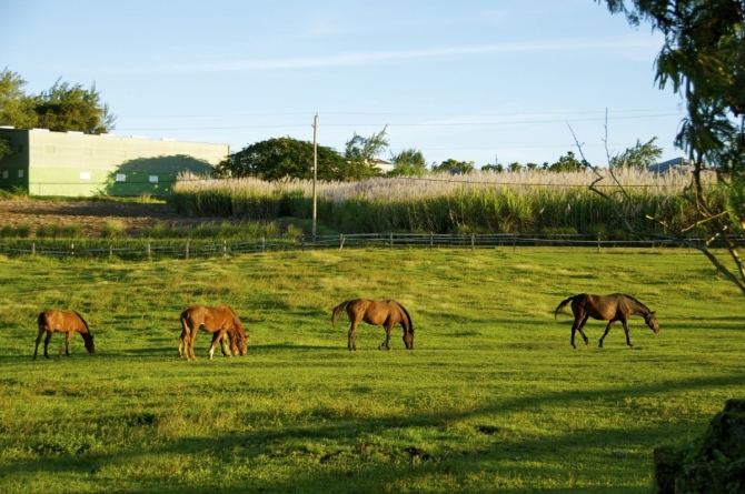 Horses in the Paddock with sugar cane in the background, Barbados