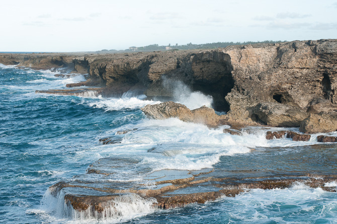 The Wild Side of Barbados