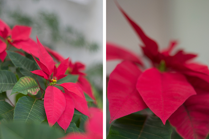 Poinsettia in Barbados