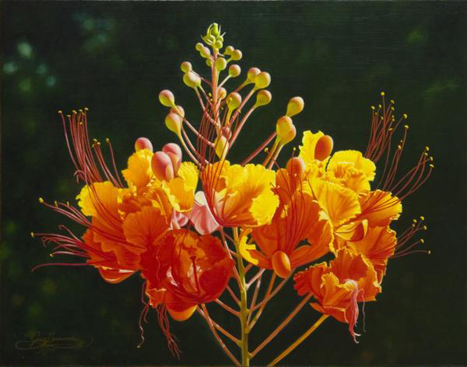 The Pride of Barbados - Our National Flower