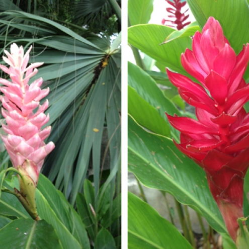 Ginger Lily Loop Barbados