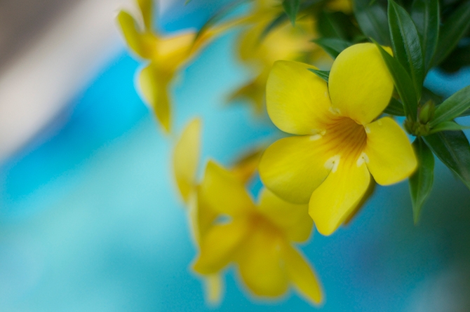 Allamanda Flower Barbados