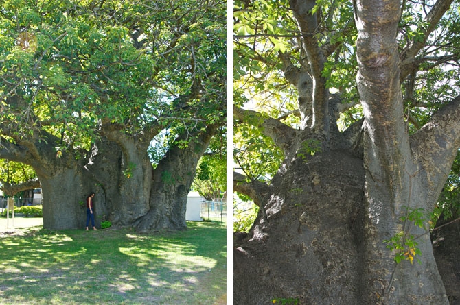 The oldest and largest tree in Barbados - The Boabab Tree