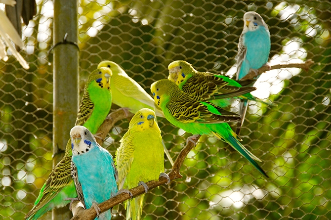 Birds at Fisherpond Great House Barbados