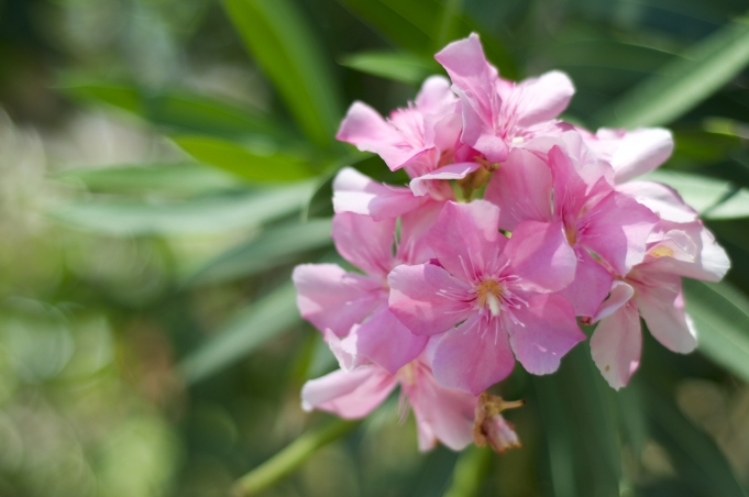 Oleander/ Milk Bush