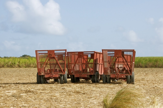 Carts parked and waiting to be filled with sugar cane