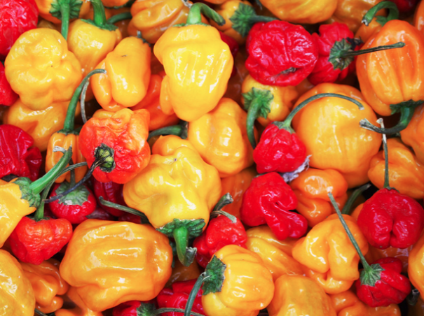 Scotch Bonnet Peppers