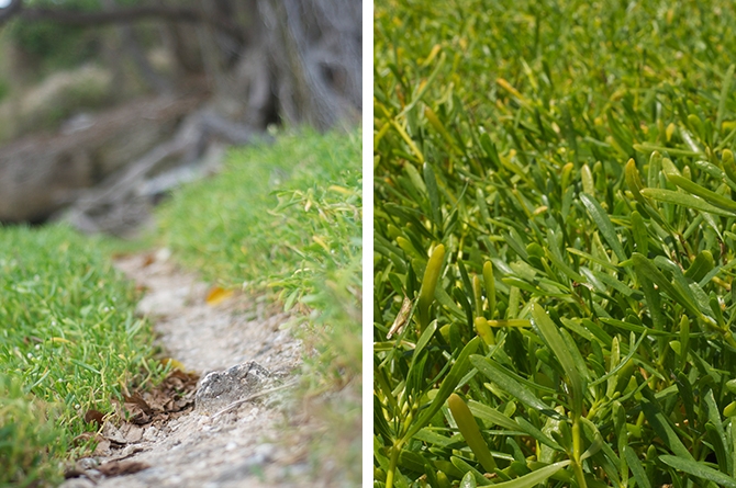 Purslane along the coast of Barbados