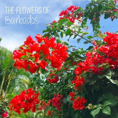 The flowers of Barbados