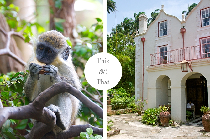 Wildlife of Barbados VS. History of Barbados