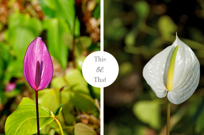 Purple VS White Anthuriums