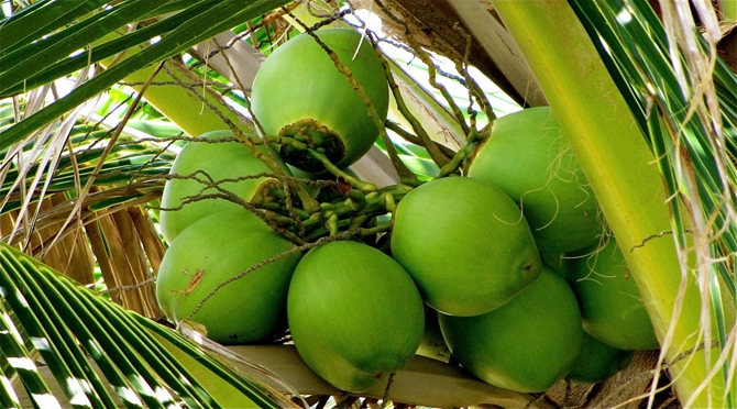 Coconuts Barbados