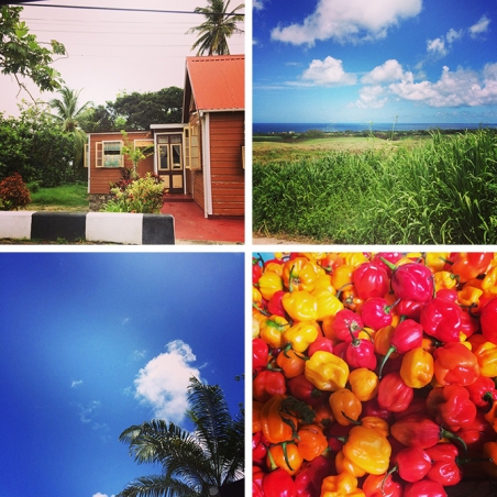 Island life in Barbados