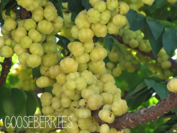 In Season: Gooseberries | Barbados fruits 