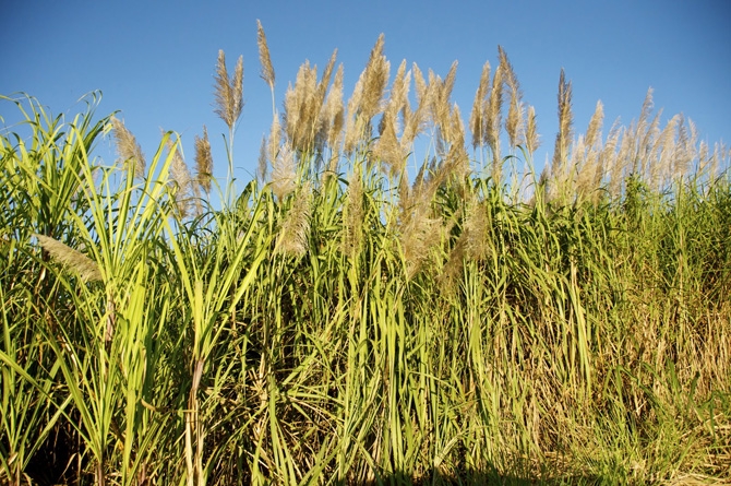 Sugar Can Barbados