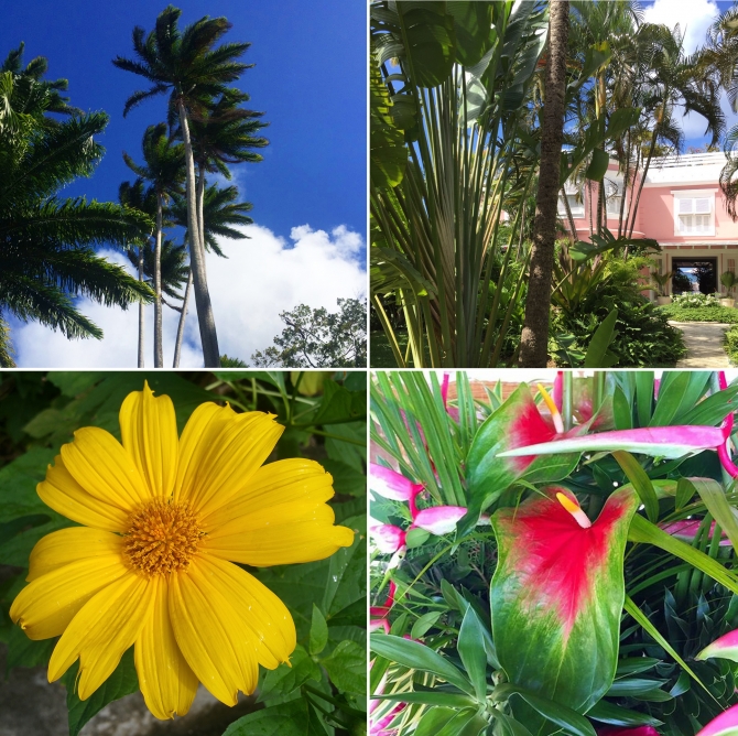 Flowers of Barbados
