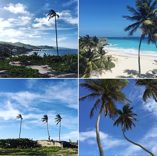 Coconut trees| Barbados 