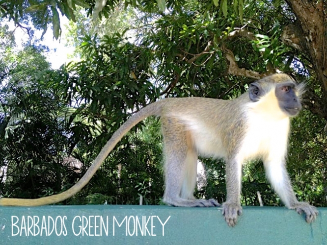 Green Monkey Barbados