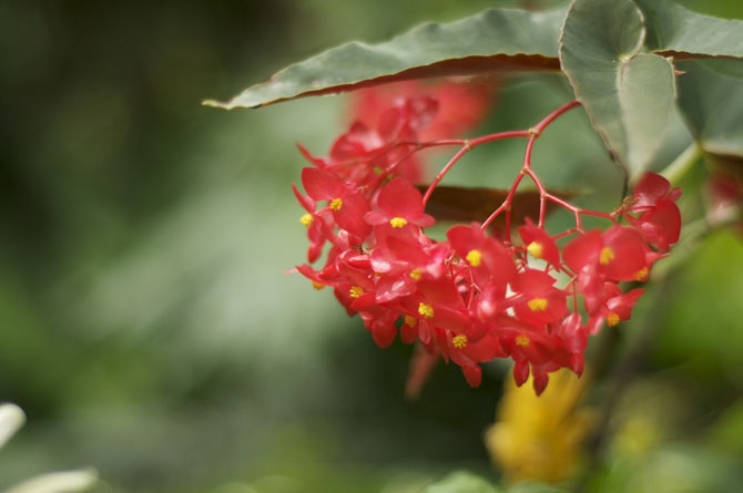 Begonias in Barbados