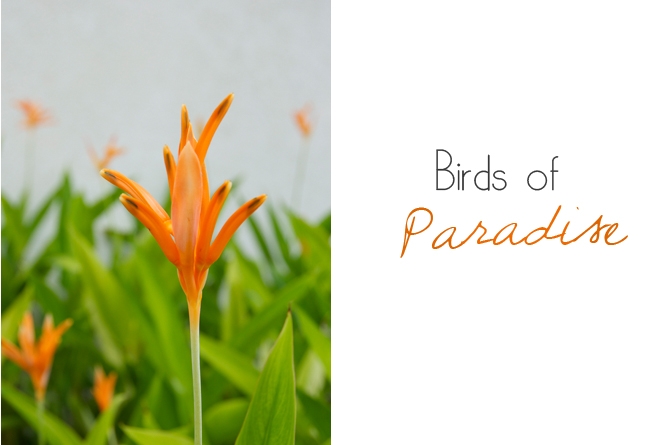 Barbados in Bloom: Birds of Paradise