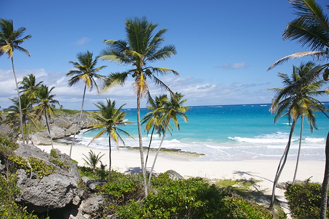 Coconut Trees at Harry Smith Beach Barbados