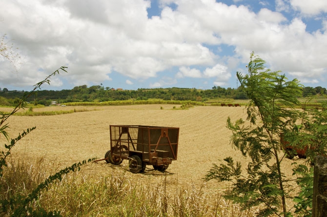 Cut Sugar Cane Field Barbados