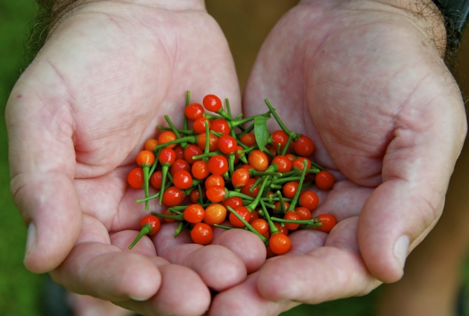 Wirri Wirri Peppers