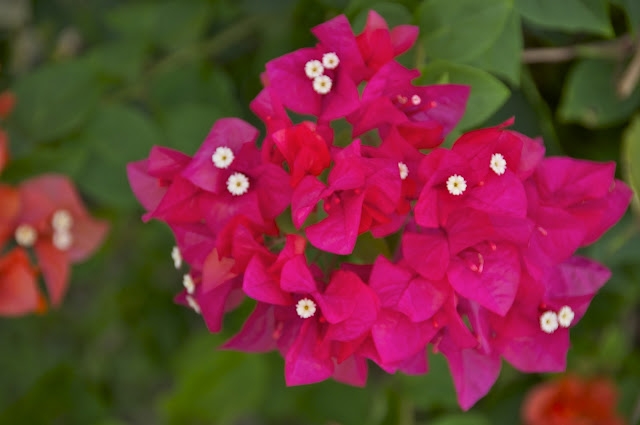 Bougainvillea Barbados