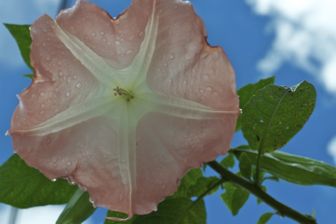 Angel's Trumpet Datura or Moon flower Barbados