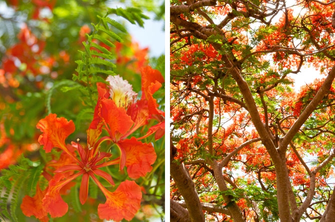 Flamboyant Tree Barbados