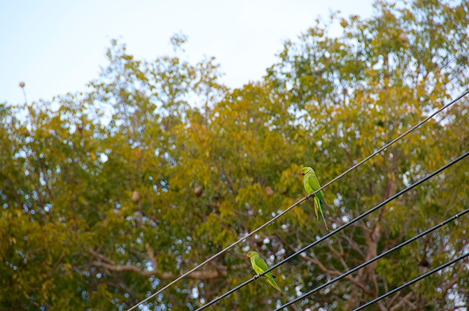 Green Parrot or Rose-Ringed Parakeets in Barbados