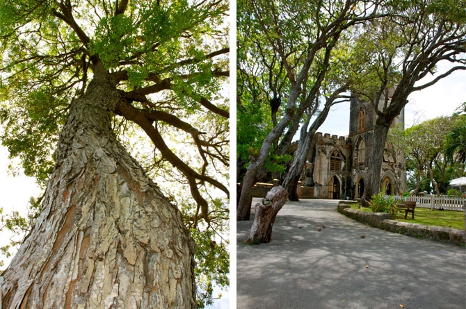 Mahogany Trees Barbados