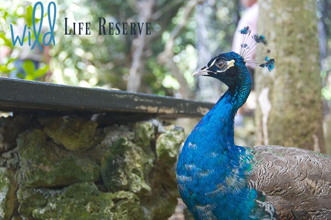 Peacocks at Wildlife Reserve Barbados