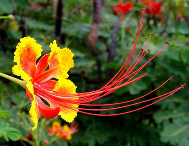The Pride of Barbados - Our National Flower
