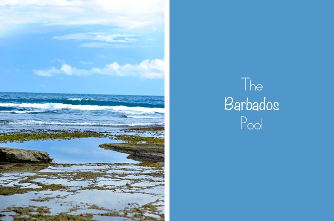 The Barbados Pool