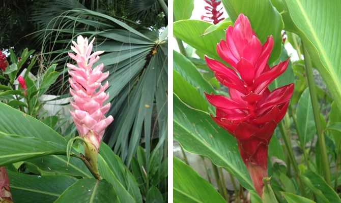 Red and Pink Ginger Lily Flowers Barbados