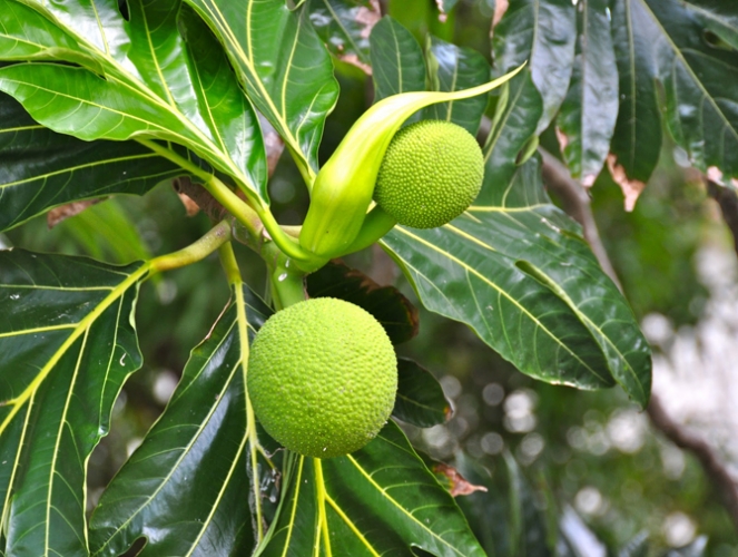 Breadfruit in one of the many trees found here in Barbados