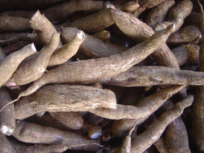 Cassava Root Barbados