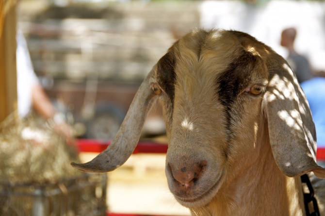 Sheep at Agrofest 2012