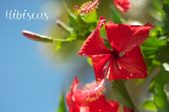 Barbados Blooms: The Hibiscus