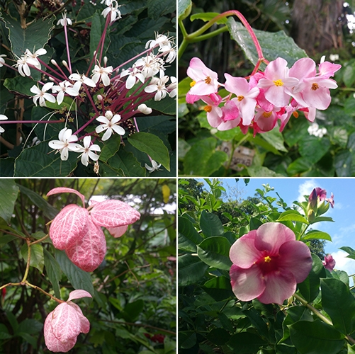 Flowers of Barbados